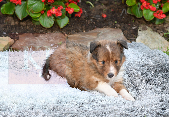 200909 Mickey_M_Sheltie 1