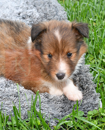 200909 Mickey_M_Sheltie 2
