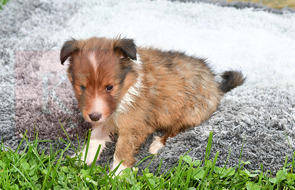 200909 Mickey_M_Sheltie 5
