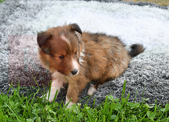 200909 Mickey_M_Sheltie 7