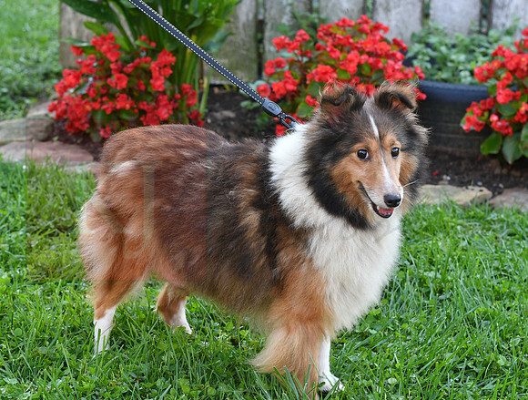 200909 Mother_Sheltie_AY 19