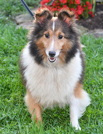 200909 Mother_Sheltie_AY 21