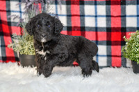 Pasley_F_0053_Aussiedoodle-7111