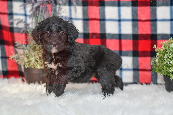 Pasley_F_0053_Aussiedoodle-7111