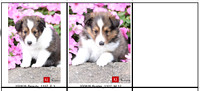 07.23.20 Shelties Litter Photo