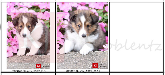 07.23.20 Shelties Litter Photo