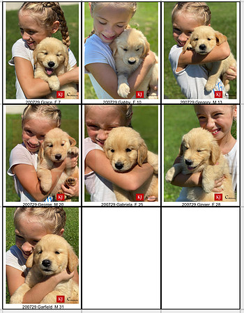 06.14.20 Golden Retrievers Litter