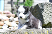 5.24.20 Siberian Huskies