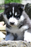 200701 Envy, 5811, M 2576-2