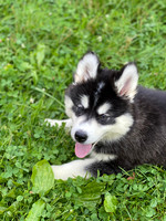 04.09.20 Siberian Huskies