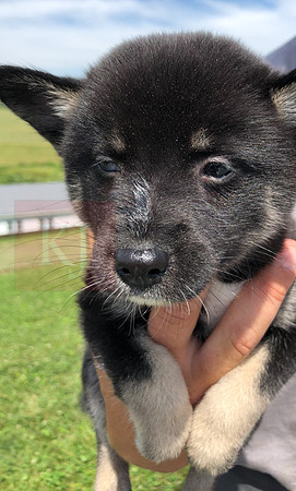 200617 Pomsky Updates 2540