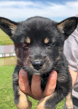 200617 Pomsky Updates 2542