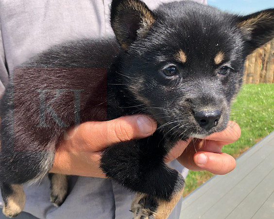200617 Pomsky Updates 2543