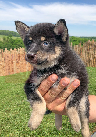 200617 Pomsky Updates 2544