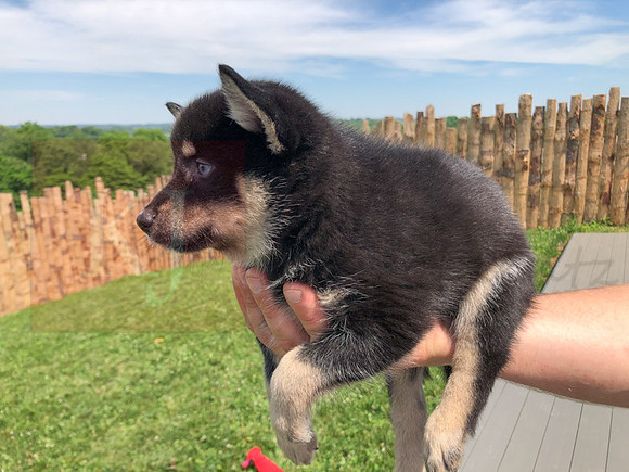 200617 Pomsky Updates 2546