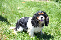 200612 3697_Cavalier_Ramsire_M-1537