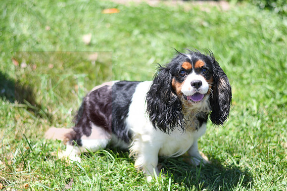 200612 3697_Cavalier_Ramsire_M-1537