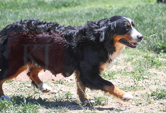 200612 3052_Bernese Mt Dog_Princess_F-2230