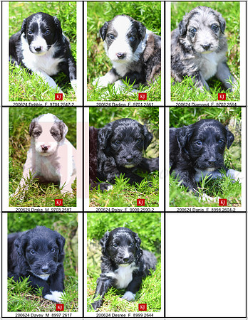 05.28.20 Aussiedoodles
