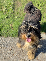 Father_Mini Bernedoodle_William Miller's