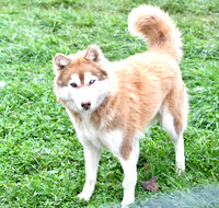 Buttercup, F Husky 45lbs