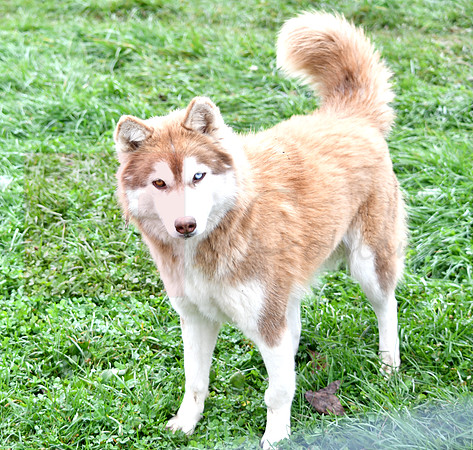 Buttercup, F Husky 45lbs