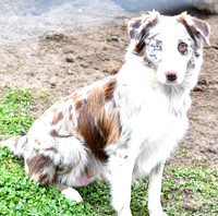 Cupcake, F Red Merle Aussie 35lbs