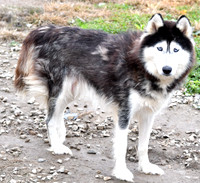 Diane, F Husky_35lbs_1