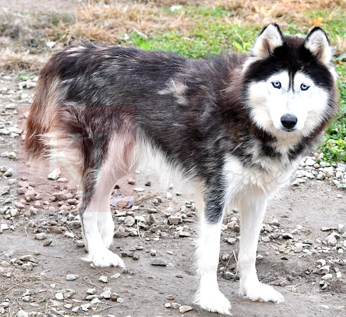 Diane, F Husky_35lbs_1