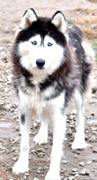 Diane, F Husky_35lbs