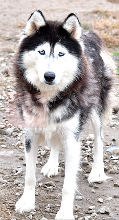 Diane, F Husky_35lbs