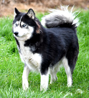 Daisy, F Husky 45lbs