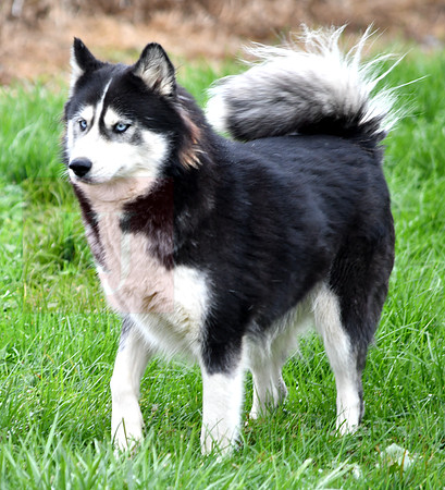 Daisy, F Husky 45lbs