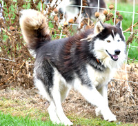 Bumble, M Husky 65lbs