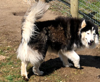 Father_Husky