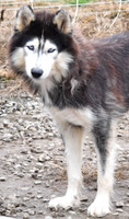 Flopsy, F Husky_35lbs