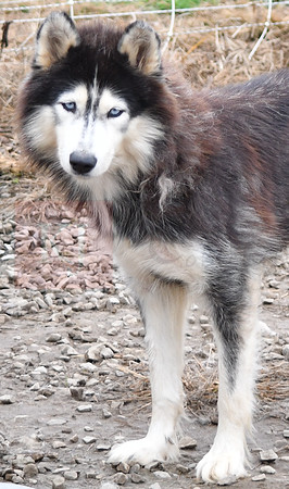 Flopsy, F Husky_35lbs