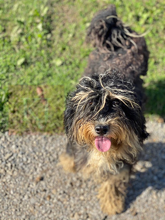 Father_MiniBernedoodle