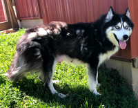 Daisy, F Husky 45lbs 1