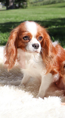 191020 Cavalier_F_14lbs_Marley