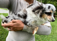 Mother_8lbs_Blue Merle Mini Aussie