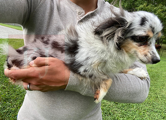 Mother_8lbs_Blue Merle Mini Aussie