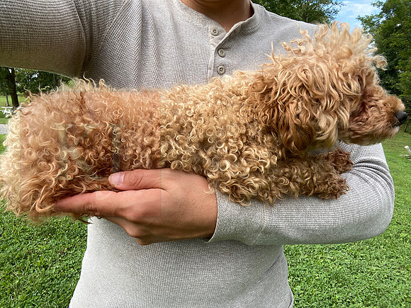 Father_6lb_Toy Poodle