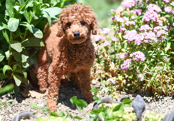 200612 0087_Toy Poodle_Master Cash_M-2