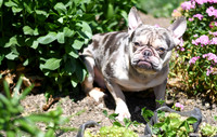 200612 0466_Frenchie_Tomaso_M-2