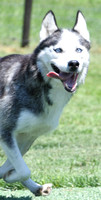 200612 0117_Husky_Lone Star Lady_F-1685