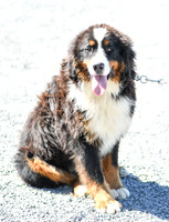 200612 1104_Bernese Mt Dog_Rex_M 0947
