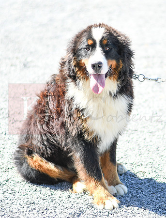 200612 1104_Bernese Mt Dog_Rex_M 0947