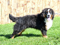 200612 1104_Bernese Mt Dog_Rex_M 0948