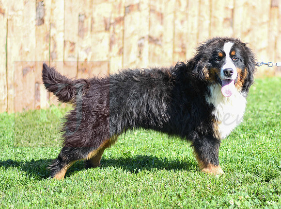 200612 1104_Bernese Mt Dog_Rex_M 0948